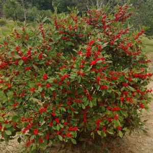 Ilex-Winterberry Berry Poppins